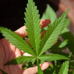 Dette skal du vide om CBD-olie mod forkølelsessår Dette skal du vide om CBD-olie mod forkølelsessår